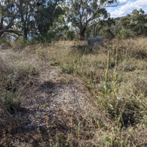 Verbascum thapsus subsp. thapsus at Downer, ACT - 30 Jan 2021