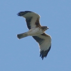 Hieraaetus morphnoides (Little Eagle) at West Albury, NSW - 19 Apr 2019 by Kyliegw