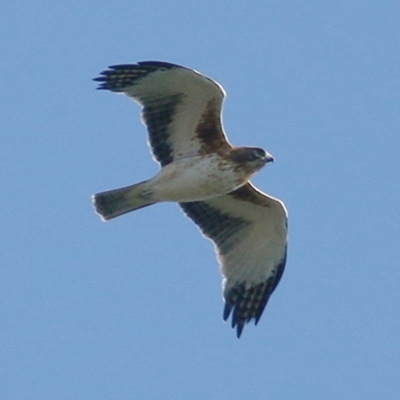 Hieraaetus morphnoides (Little Eagle) at West Albury, NSW - 19 Apr 2019 by Kyliegw