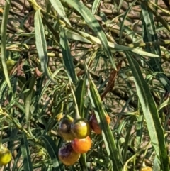 Solanum linearifolium at Downer, ACT - 30 Jan 2021