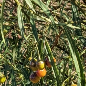 Solanum linearifolium at Downer, ACT - 30 Jan 2021