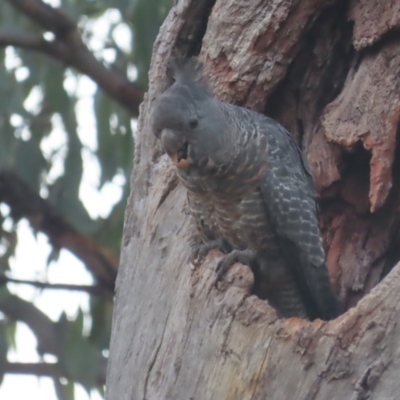 Callocephalon fimbriatum (Gang-gang Cockatoo) at Red Hill, ACT - 30 Jan 2021 by roymcd