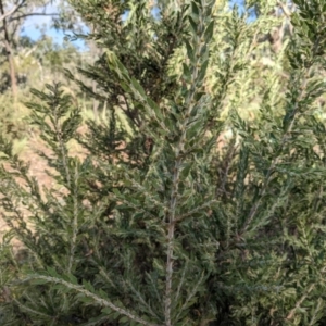 Acacia paradoxa at Hackett, ACT - 30 Jan 2021