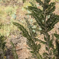 Acacia paradoxa at Hackett, ACT - 30 Jan 2021