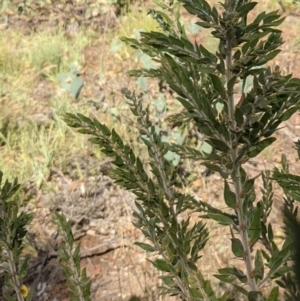 Acacia paradoxa at Hackett, ACT - 30 Jan 2021