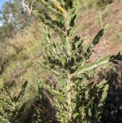 Acacia paradoxa at Hackett, ACT - 30 Jan 2021