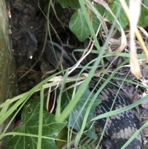 Tiliqua scincoides scincoides at Garran, ACT - 24 Jan 2021