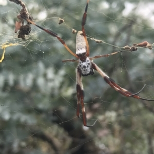 Trichonephila edulis at Hughes, ACT - 30 Jan 2021 05:03 PM