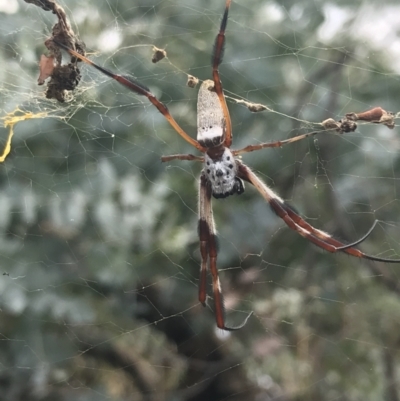 Trichonephila edulis (Golden orb weaver) at Hughes, ACT - 30 Jan 2021 by Tapirlord