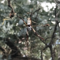 Trichonephila edulis at Hughes, ACT - 30 Jan 2021 05:03 PM