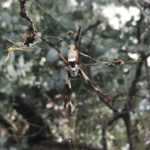 Trichonephila edulis at Hughes, ACT - 30 Jan 2021