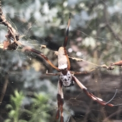 Trichonephila edulis at Hughes, ACT - 30 Jan 2021 05:03 PM