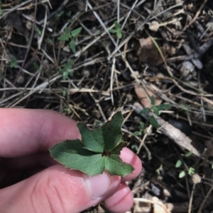 Berberis aquifolium at Deakin, ACT - 30 Jan 2021