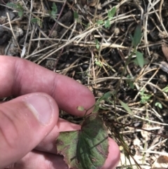 Berberis aquifolium at Deakin, ACT - 30 Jan 2021