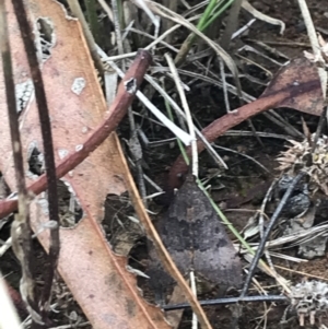 Uresiphita ornithopteralis at Deakin, ACT - 30 Jan 2021