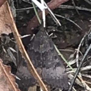 Uresiphita ornithopteralis at Deakin, ACT - 30 Jan 2021