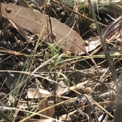 Uresiphita ornithopteralis at Deakin, ACT - 30 Jan 2021