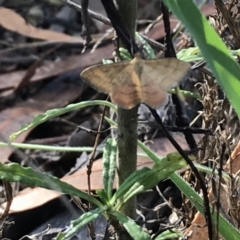 Scopula rubraria (Reddish Wave, Plantain Moth) at Deakin, ACT - 30 Jan 2021 by Tapirlord