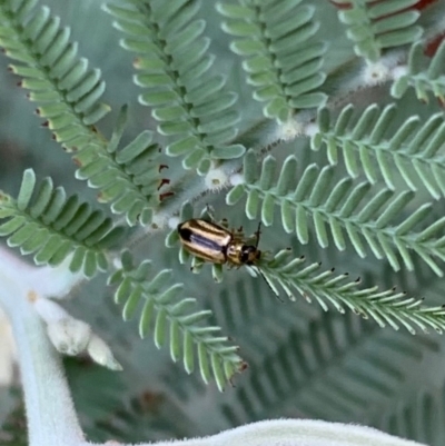 Monolepta froggatti (Leaf beetle) at Murrumbateman, NSW - 30 Jan 2021 by SimoneC