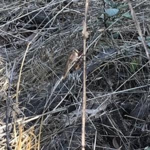 Asilinae sp. (subfamily) at Hughes, ACT - 30 Jan 2021