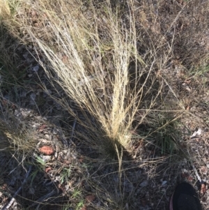 Austrostipa scabra at Deakin, ACT - 30 Jan 2021