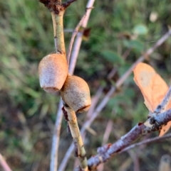 Doratifera vulnerans at Murrumbateman, NSW - 30 Jan 2021