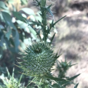 Cirsium vulgare at Hughes, ACT - 30 Jan 2021 05:32 PM