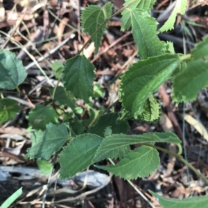 Celtis australis at Hughes, ACT - 30 Jan 2021