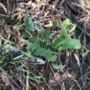 Celtis australis at Hughes, ACT - 30 Jan 2021