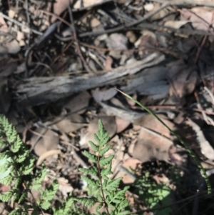 Cheilanthes sieberi at Hughes, ACT - 30 Jan 2021