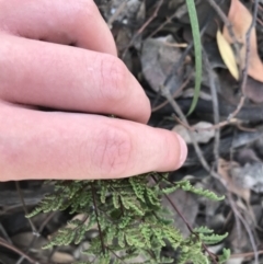 Cheilanthes sieberi at Hughes, ACT - 30 Jan 2021