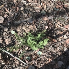 Cheilanthes sieberi at Hughes, ACT - 30 Jan 2021