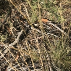 Austrostipa scabra (Corkscrew Grass, Slender Speargrass) at Hughes, ACT - 30 Jan 2021 by Tapirlord