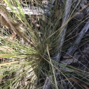 Austrostipa scabra at Hughes, ACT - 30 Jan 2021 05:43 PM