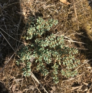 Euphorbia dallachyana at Hughes, ACT - 30 Jan 2021