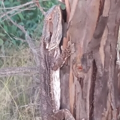 Pogona barbata (Eastern Bearded Dragon) at Pine Island to Point Hut - 30 Jan 2021 by michaelb