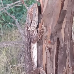 Pogona barbata at Paddys River, ACT - 30 Jan 2021