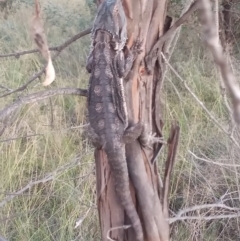 Pogona barbata at Paddys River, ACT - suppressed