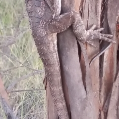 Pogona barbata at Paddys River, ACT - suppressed