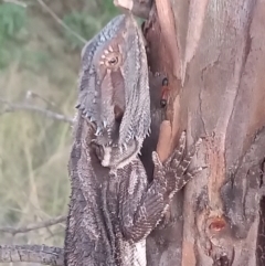 Pogona barbata at Paddys River, ACT - suppressed