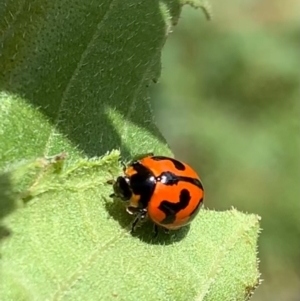 Coccinella transversalis at Murrumbateman, NSW - 30 Jan 2021