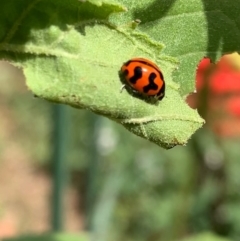 Coccinella transversalis at Murrumbateman, NSW - 30 Jan 2021