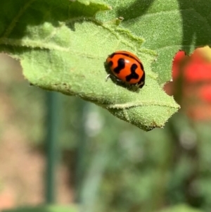 Coccinella transversalis at Murrumbateman, NSW - 30 Jan 2021