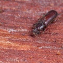 Lyctus sp. (genus) (Powder-post Beetle) at Acton, ACT - 30 Jan 2021 by liuzhh22