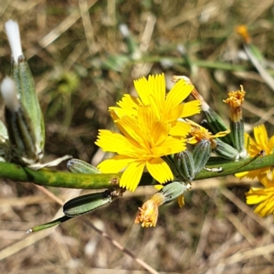 Chondrilla juncea (Skeleton Weed) at Cook, ACT - 20 Jan 2021 by drakes