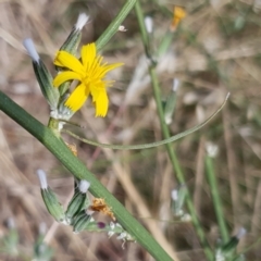 Chondrilla juncea at Cook, ACT - 20 Jan 2021 09:56 AM