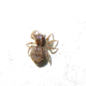 Servaea sp. (genus) at Flynn, ACT - 30 Jan 2021 03:43 PM