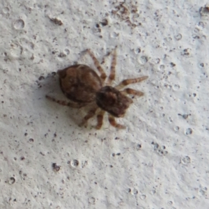 Servaea sp. (genus) at Flynn, ACT - 30 Jan 2021