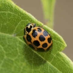 Harmonia conformis (Common Spotted Ladybird) at Higgins, ACT - 30 Jan 2021 by AlisonMilton