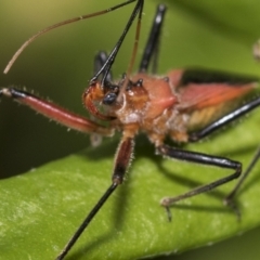 Gminatus australis (Orange assassin bug) at Higgins, ACT - 29 Jan 2021 by AlisonMilton